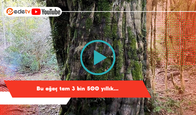 Bu ağaç tam 3 bin 500 yıllık