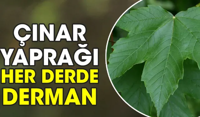 Çınar yaprağı her derde derman