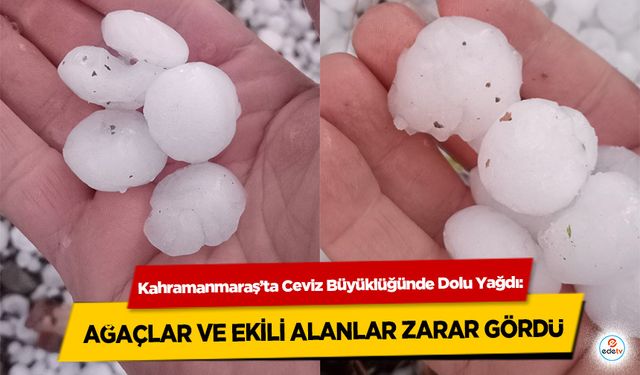 Kahramanmaraş’ta Ceviz Büyüklüğünde Dolu Yağdı! Ağaçlar ve Ekili Alanlar Zarar Gördü