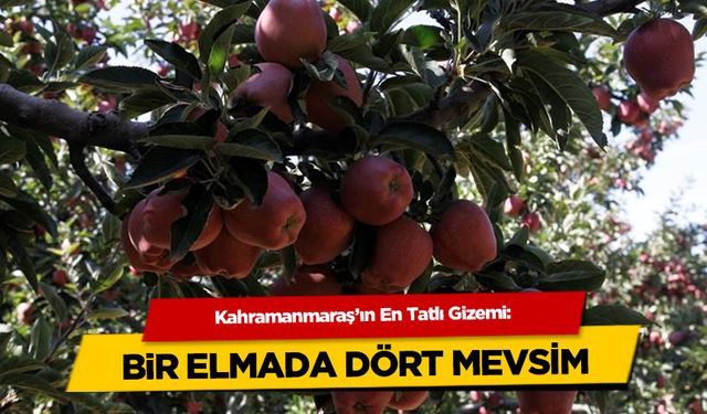 Kahramanmaraş'ın En Tatlı Gizemi: Bir Elmada Dört Mevsim