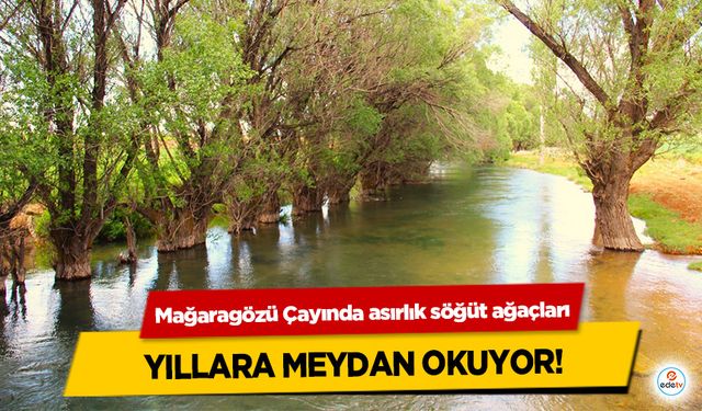 Mağaragözü Çayında asırlık söğüt ağaçları yıllara meydan okuyor