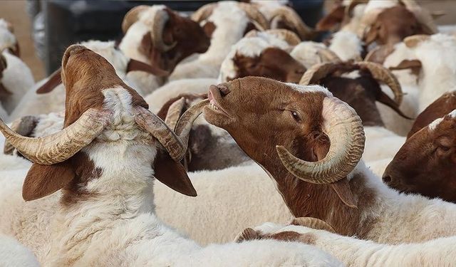 Kızılay Kurban Fiyatları 2024: Yurt İçi ve Yurt Dışı Fiyatlar Belli Oldu!