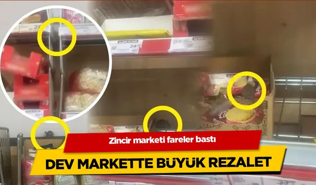 Kilis'te markette büyük rezalet! Fareler reyonlarda cirit attı