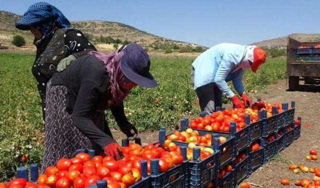 Tarımda enflasyon düşmüş hissettiniz mi ? TÜİK açıkladı