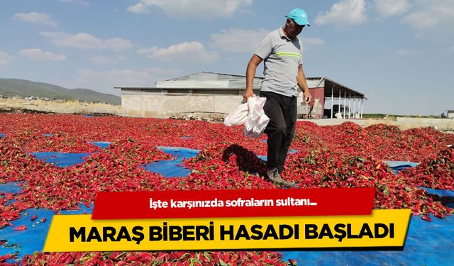 Kıpkırmızı lezzet: Maraş biberinin yolculuğu