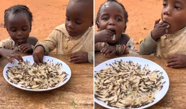 Uganda’da Çocuklar Açlıktan Termit Böceklerini Cips Gibi Yiyor!