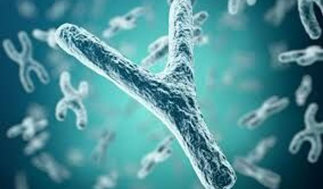 Y Kromozomu Yok mu Oluyor? Bilim Dünyasında Merak Uyandıran Soruya Net Yanıt