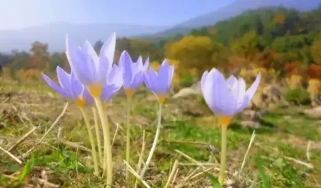 2026 Cemre Düşme Tarihleri: Üçüncü Cemre Toprağa Ne Zaman Düşecek?