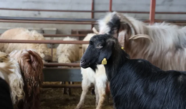 2026 Kurbanlık Fiyatları Ne Kadar? Büyükbaş ve Küçükbaş Hayvan Fiyatlarında Son Durum