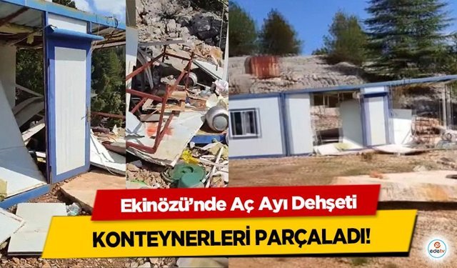 Ekinözü’nde Aç Ayı Dehşeti: Konteynerleri Parçaladı!