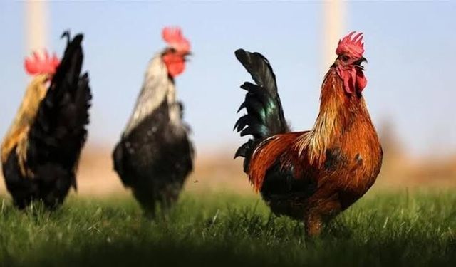 Horoz Billuru Nedir, Yenir mi? Horoz Billuru Hayvanın Neresidir ve Nasıl Pişirilir?