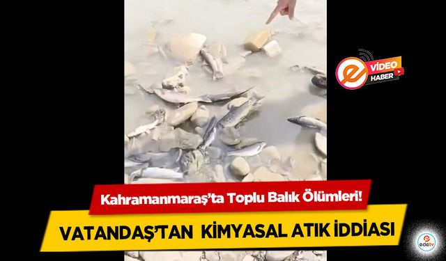 Kahramanmaraş’ta Toplu Balık Ölümleri! Vatandaş’tan kimyasal atık iddiası
