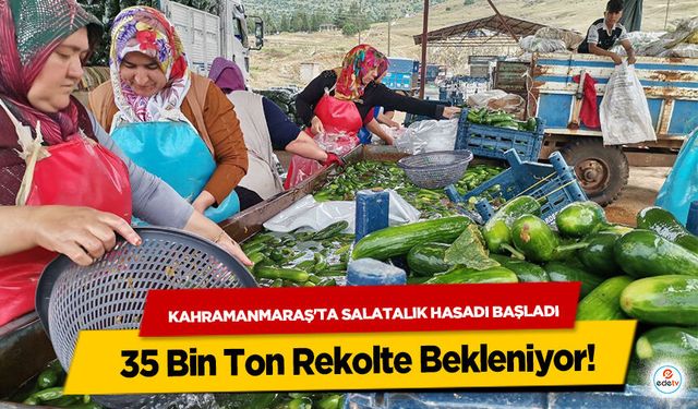Kahramanmaraş'ta Salatalık Hasadı Başladı: 35 Bin Ton Rekolte Bekleniyor