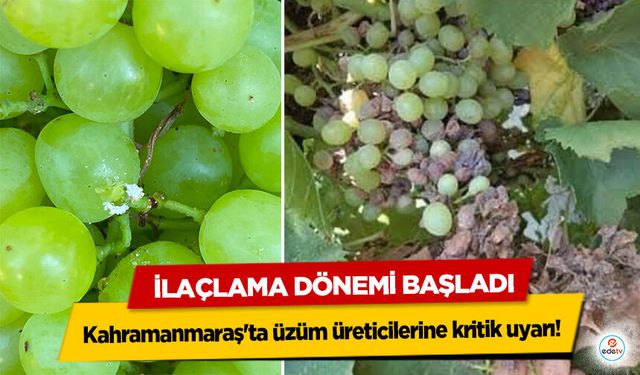 Kahramanmaraş'ta üzüm üreticilerine kritik uyarı! İlaçlama Dönemi Başladı