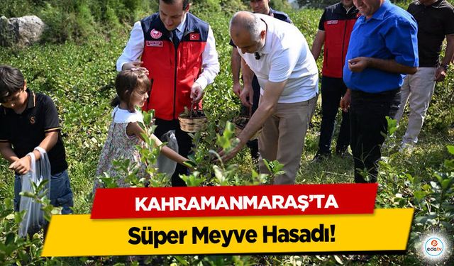 Kahramanmaraş’ta Süper Meyve Hasadı!