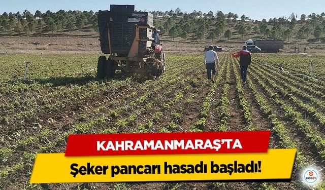 Kahramanmaraş’ta şeker pancarı hasadı başladı!