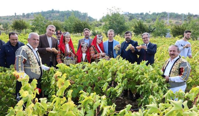 Kahramanmaraş’ta Üzümler Toplandı, Gelenek Yaşatıldı!