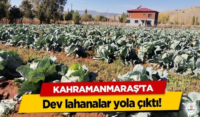Kahramanmaraş’ta dev lahanalar yola çıktı!