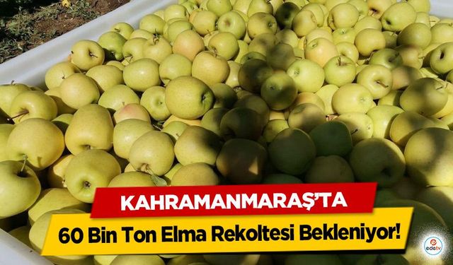 Kahramanmaraş'ta 60 Bin Ton Elma Rekoltesi Bekleniyor!