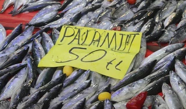 Vatandaş Ucuz Palamuta Sevindi, Balıkçılardan Şaşırtan Çağrı Geldi!