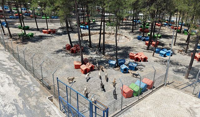 Kahramanmaraş’ta 5 Binin Üzerinde Can Dostuna Güvenli Yaşam Alanı!