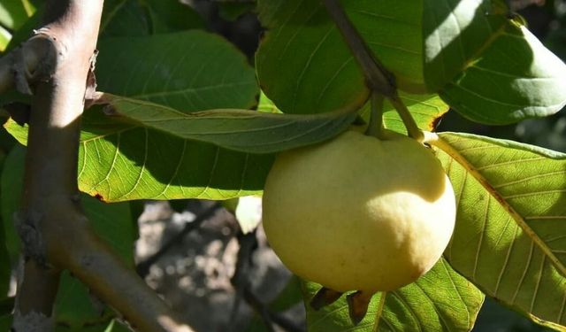 Silifke’de yetiştirilen Guava gözde meyve oldu