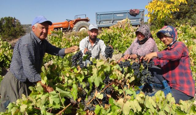 Silifke’de üzüm hasadı başladı