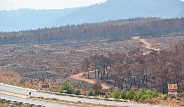 Silifke’de yanan ormanlar ağaçlandırılacak