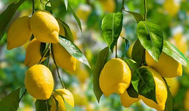 Limonun kilogramı fiyatı açıklandı