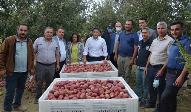 Gülnar’da elma hasadı başladı