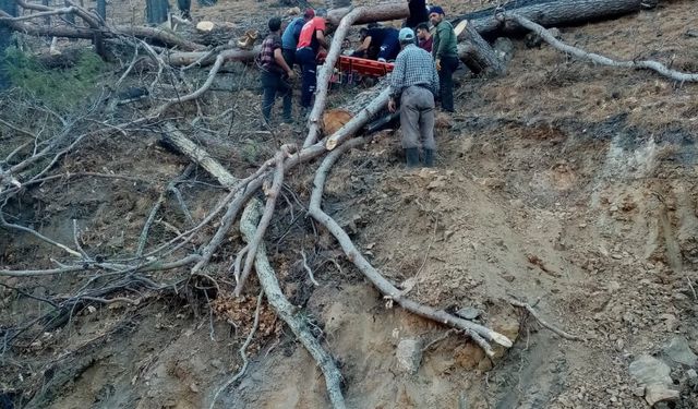 Mersin’de ağacın altında kalan işçi ağır yaralandı