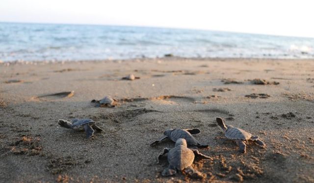 Mersin'de 500 bin yavru kaplumbağa denizle buluştu