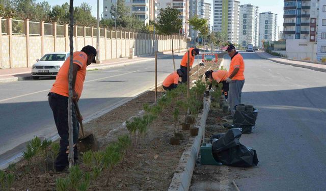 Mersin’de binlerce zakkum fidanı toprakla buluşuyor