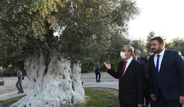 Vali Su anıt zeytin ağacında hasada katıldı