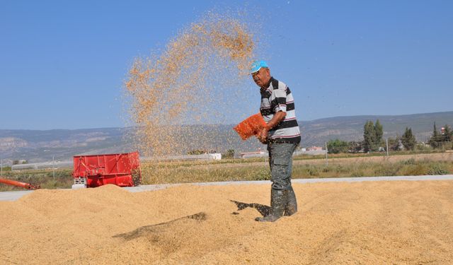 Çeltik tarlada 4, markette 25 lira