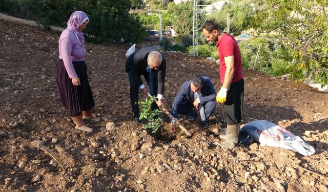 Şifa kaynağı olacak keçiboynuzu fidanları toprakla buluştu