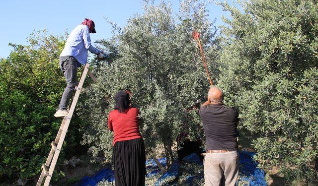 Mersin'de yaklaşık 400 bin ton zeytin üretiliyor