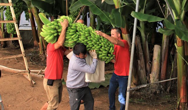 "Alata Azman" 70 kilo muz verdi