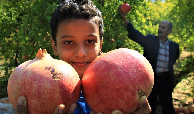 Keben narının bir tanesi 1,5 kilo