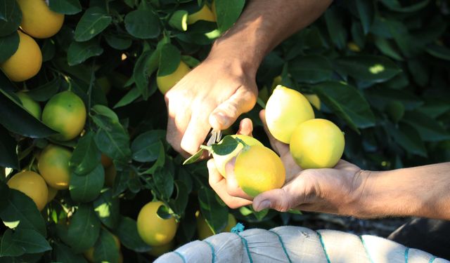 Mersin'den 60 ülkeye limon ihracatı