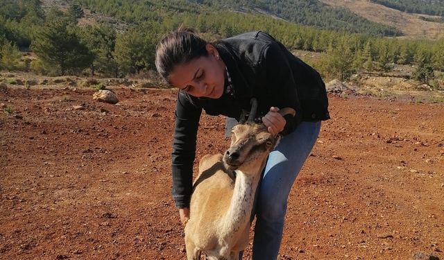 Silifke'de yörük çobanın ormanda bulduğu yaralı yaban keçisi tedavi altına alındı