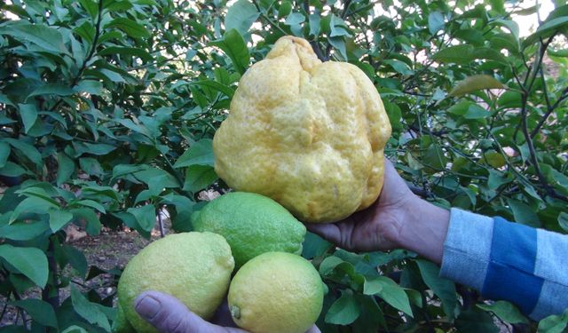 Silifke'de Türkiye’nin en büyük limonu 2 kilo 40 gram