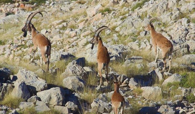 Silifke’de yaban keçisi avlayanlara 64 bin 746 lira ceza