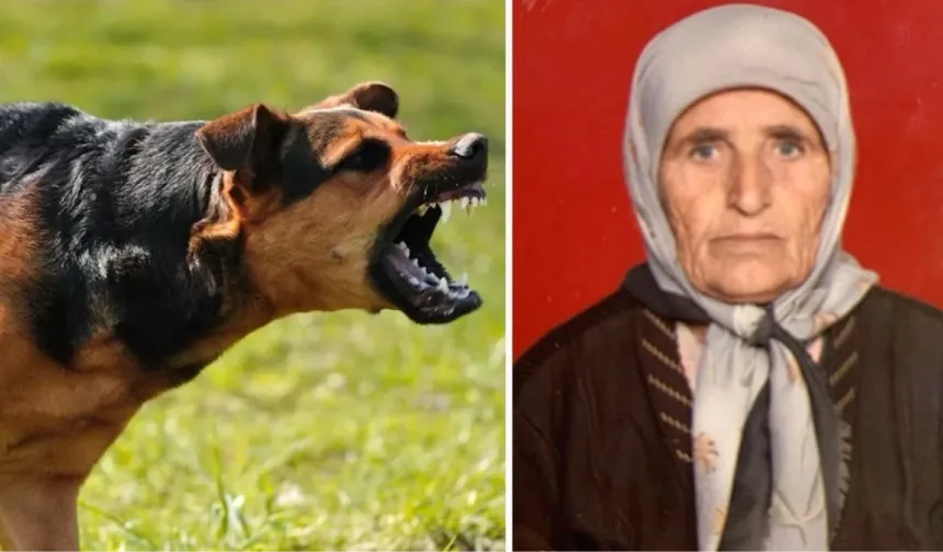 Başıboş köpekler yaşlı kadın parçalayarak öldürdü!