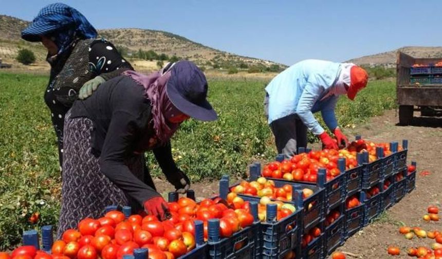 Tarımda enflasyon düşmüş hissettiniz mi ? TÜİK açıkladı