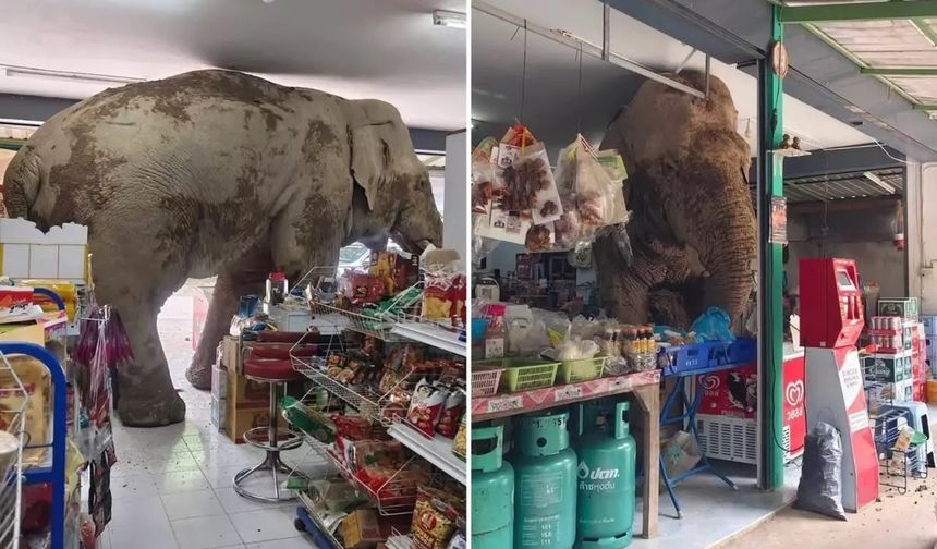 Fil marketi bastı, raflardaki atıştırmalıkları yedi!