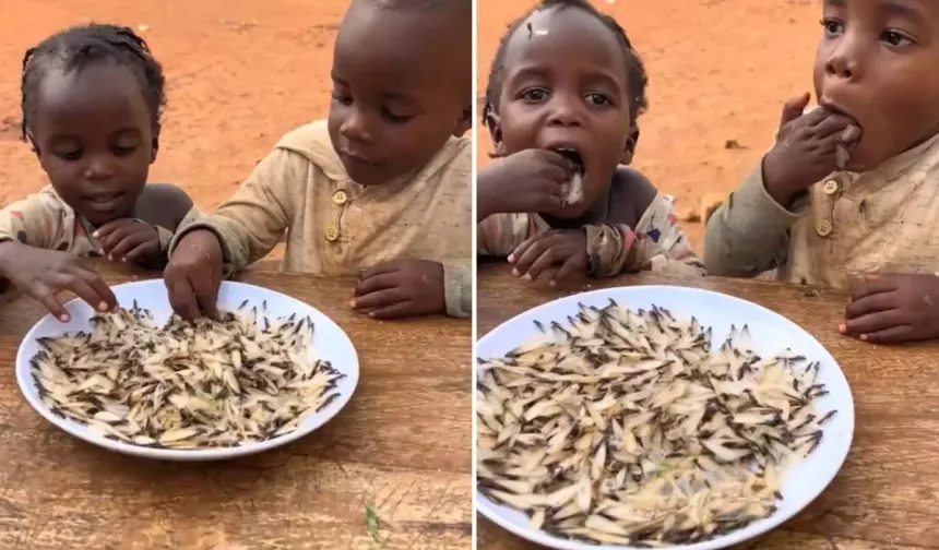 Uganda’da Çocuklar Açlıktan Termit Böceklerini Cips Gibi Yiyor!
