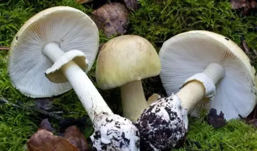 Köygöçüren mantarı nedir, yenir mi? Nerede yetişir? Batuhan Badak’ın mantar zehirlenmesi olayı gündemde!