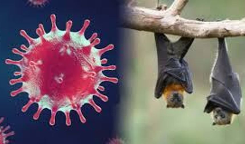 Hindistan'da Nipah Virüsü nedir? Nipah Virüsü Türkiye’de Var mı?