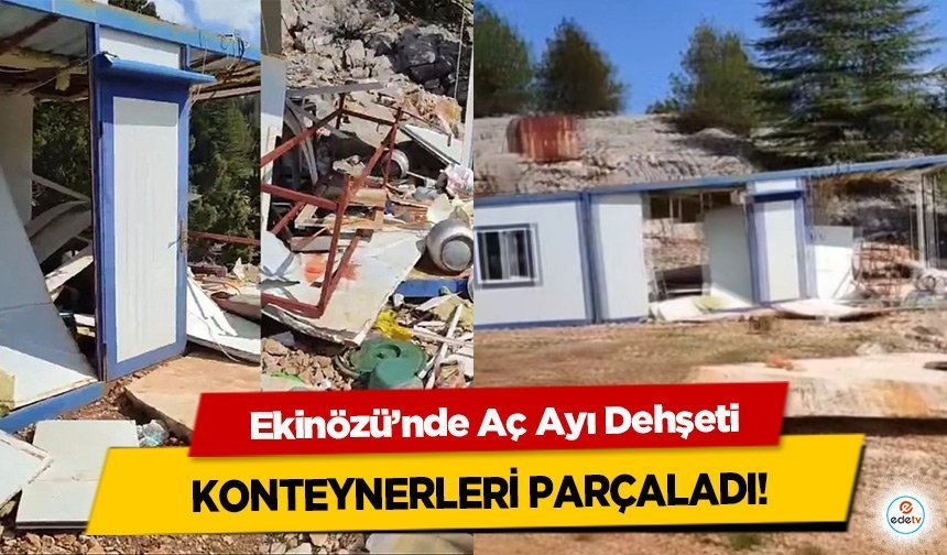 Ekinözü’nde Aç Ayı Dehşeti: Konteynerleri Parçaladı!
